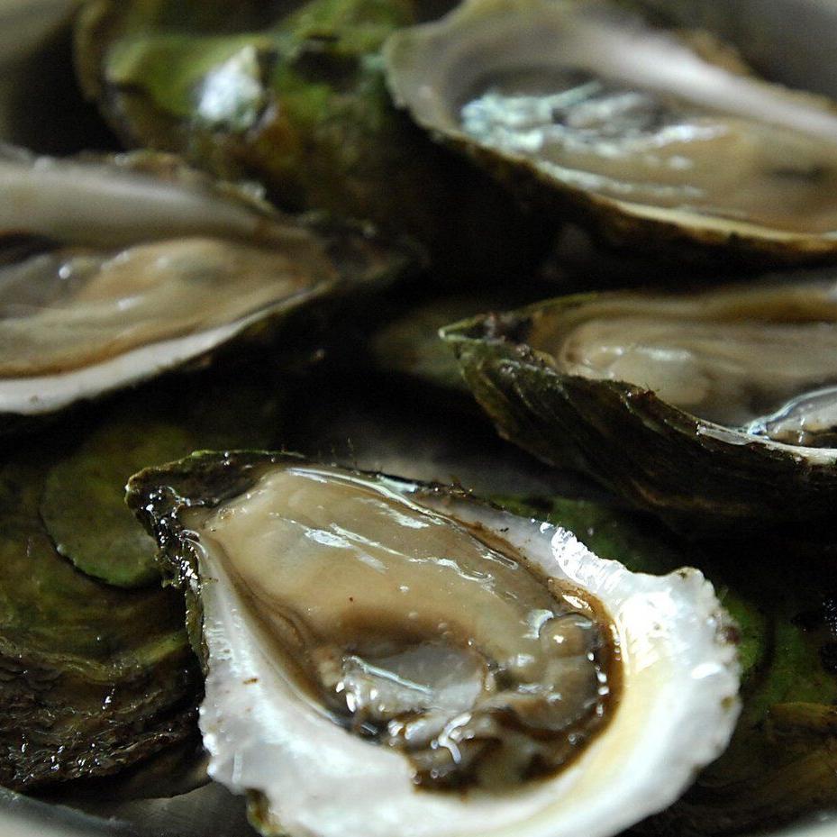 P.E.I. oyster farmers fear without government help, MSX parasite will kill industry